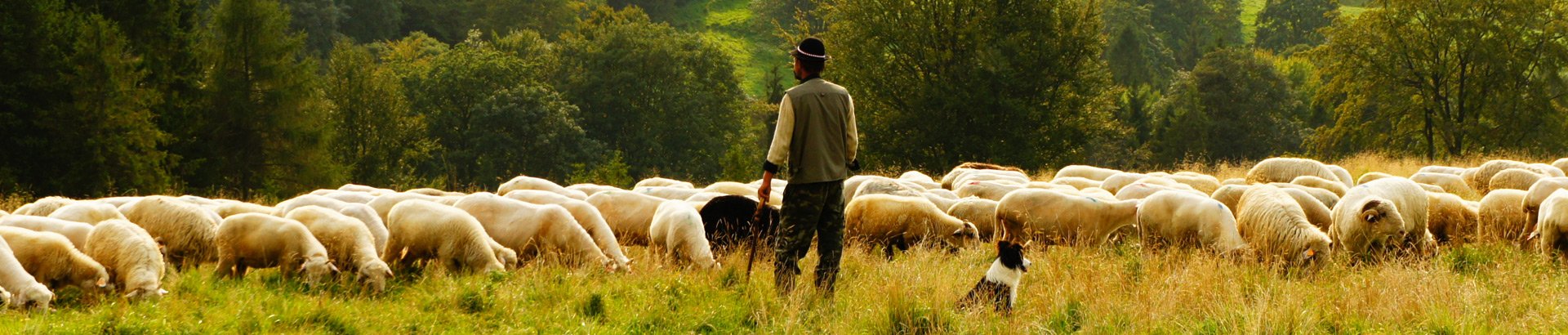 WOOOL Schapenvachten