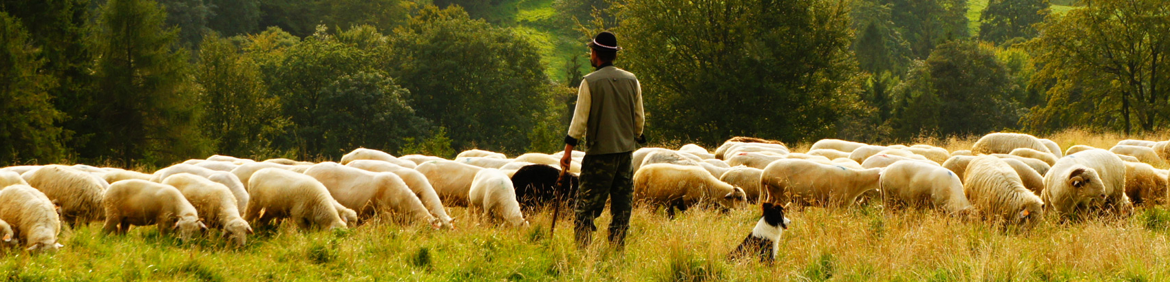 WOOOL Schapenvachten